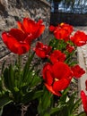 A bunch of red tulips in front of a stone wall Royalty Free Stock Photo