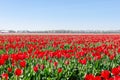 A bunch of red tulips in Holland. Huge field full of beautiful flowers in bloom Royalty Free Stock Photo
