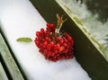 Bunch of red viburnum berries