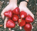 A bunch of red water guava