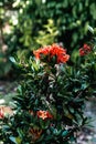 Bunch of red West Indian Jasmine flowers in a garden, vertical shot Royalty Free Stock Photo