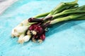 Bunch of red and white spring onions Royalty Free Stock Photo