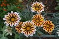 Bunch of red, white and yellow flowers of Gazania rigens in October