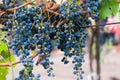 Bunch of red wine grape Cabernet Sauvignon Royalty Free Stock Photo