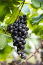 Bunch of red wine grapes. Royalty Free Stock Photo
