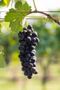 Bunch of red wine grapes Royalty Free Stock Photo