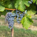 Bunch of Red Wine Grapes on a Tree at a Vineyard Royalty Free Stock Photo