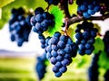 Bunch of red wine grapes in vineyard. Close up. Generative Ai Royalty Free Stock Photo