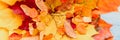 A bunch of red and yellow dry autumn maple leaves and fall twigs on a blue wooden background. banner. Royalty Free Stock Photo