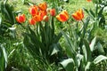 Bunch of red and yellow flowers of tulips Royalty Free Stock Photo