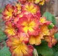Bunch of red yellow primrose flower plant