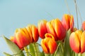 Bunch of red and yellow tulip flowers on blue background. Royalty Free Stock Photo