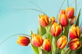 Bunch of red and yellow tulip flowers on blue background. Royalty Free Stock Photo