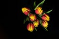 Bunch of red an yellow tulip flowers over black background Royalty Free Stock Photo