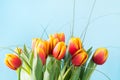 Bunch of red and yellow tulip flowers on punchy blue background. Spring concept. Royalty Free Stock Photo