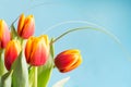 Bunch of red and yellow tulip flowers on punchy blue background. Spring concept. Royalty Free Stock Photo