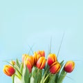 Bunch of red and yellow tulip flowers on punchy blue background. Spring concept Royalty Free Stock Photo