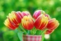 Bunch of red- yellow tulips Royalty Free Stock Photo