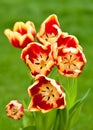 Bunch of red and yellow tulips front view Royalty Free Stock Photo