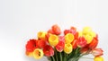 Bunch of red and yellow tulips on a white background Royalty Free Stock Photo