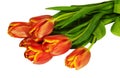 Bunch of red and yellow tulips on white background, isolated Royalty Free Stock Photo