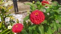 A bunch or red zinnia flowers blooming in the yard Royalty Free Stock Photo