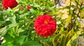 A bunch of red zinnia flowers blooming in the yard Royalty Free Stock Photo