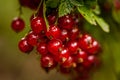 Bunch of redcurrant Royalty Free Stock Photo