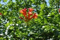 Bunch of orange flowers of Campsis radicans in July