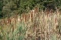 Bunch of reed. Autumn pond