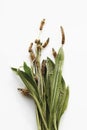 Bunch of ribwort plantain against white background