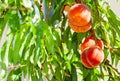 A bunch of ripe apricots branch in garden Royalty Free Stock Photo