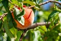 A bunch of ripe apricots branch in garden Royalty Free Stock Photo