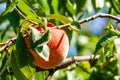 A bunch of ripe apricots branch in garden Royalty Free Stock Photo