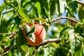 A bunch of ripe apricots branch in garden Royalty Free Stock Photo