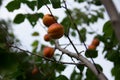 A bunch of ripe apricots on a branch Royalty Free Stock Photo