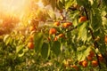 A bunch of ripe apricots branch in sunlight.High quality photo. Royalty Free Stock Photo