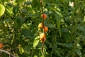 A bunch of ripe apricots branch in sunlight.High quality photo. Royalty Free Stock Photo