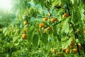 A bunch of ripe apricots branch in sunlight.High quality photo. Royalty Free Stock Photo