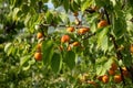 A bunch of ripe apricots branch in sunlight.High quality photo. Royalty Free Stock Photo