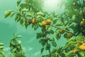 A bunch of ripe apricots branch in sunlight.High quality photo. Royalty Free Stock Photo