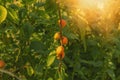 A bunch of ripe apricots branch in sunlight.High quality photo. Royalty Free Stock Photo