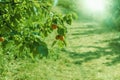 A bunch of ripe apricots branch in sunlight.High quality photo. Royalty Free Stock Photo