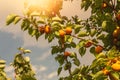 A bunch of ripe apricots branch in sunlight.High quality photo. Royalty Free Stock Photo