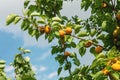 A bunch of ripe apricots branch in sunlight.High quality photo. Royalty Free Stock Photo