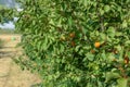 A bunch of ripe apricots branch in sunlight.High quality photo. Royalty Free Stock Photo