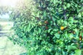 A bunch of ripe apricots branch in sunlight.High quality photo. Royalty Free Stock Photo