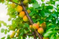 A bunch of ripe apricots branch in sunlight Royalty Free Stock Photo