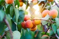 A bunch of ripe apricots on a branch Royalty Free Stock Photo