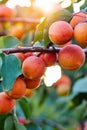 A bunch of ripe apricots branch Royalty Free Stock Photo